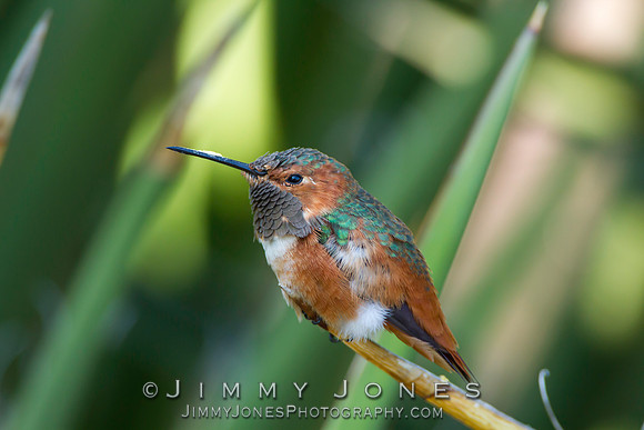Rufous Hummingbird