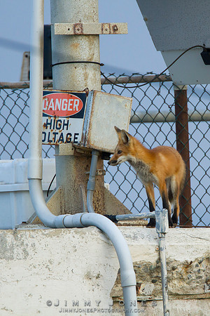 Red Fox in Urban Setting