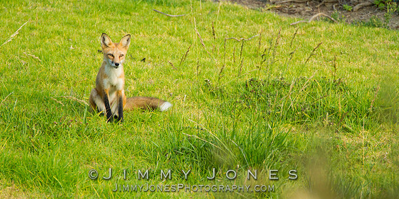 Red Fox