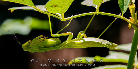Praying Mantis