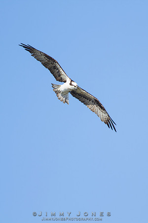 Osprey