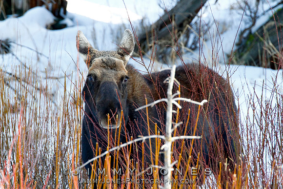 Moose