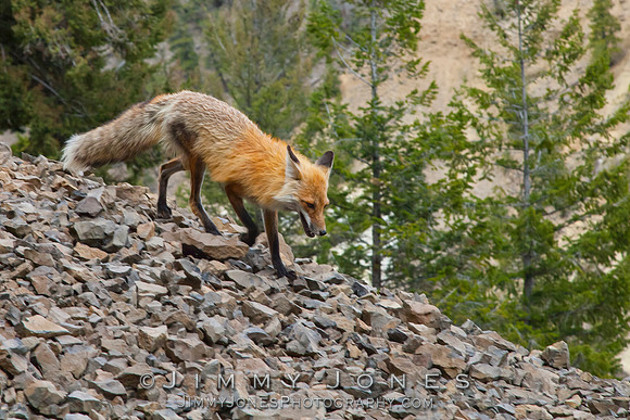 Red Fox