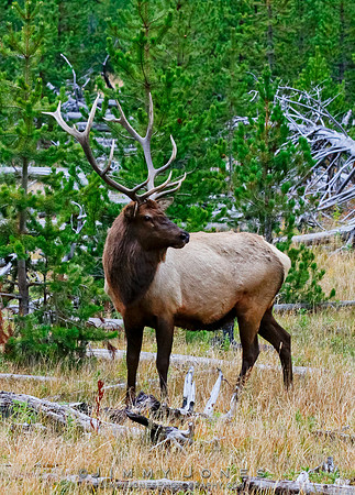 Bull Elk