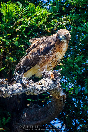 Red Tailed Hawk - Juvenile