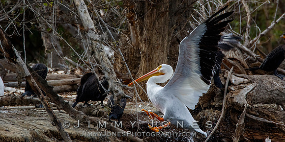 White Pelican