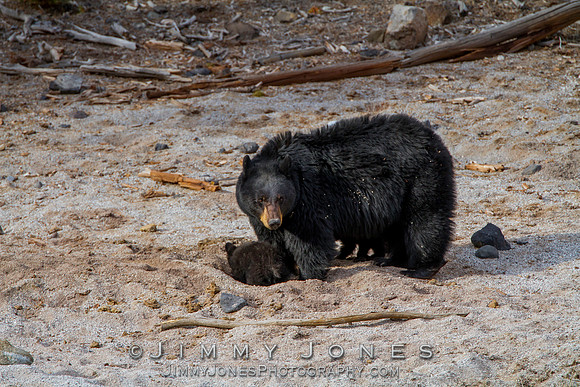 Black Bear Sow with Cubs