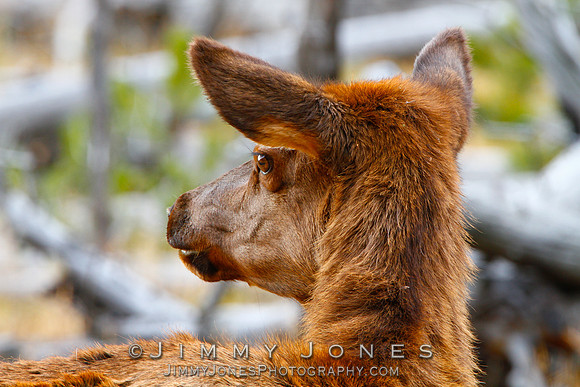 Elk Calf