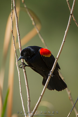 Red-Winged Blackbird