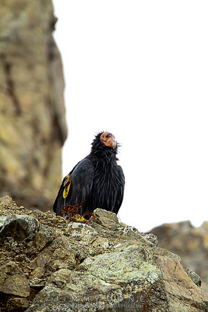 California Condor