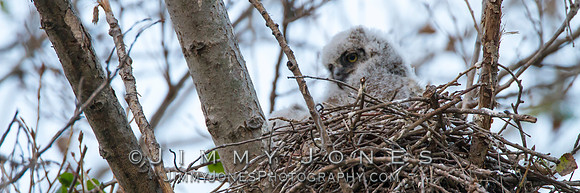 Great Horned Owls - BS/P0049