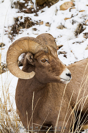 Northern Rockies Big Horn - CS/P0370