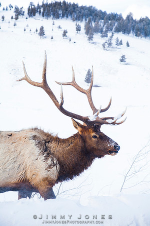 Bull Elk