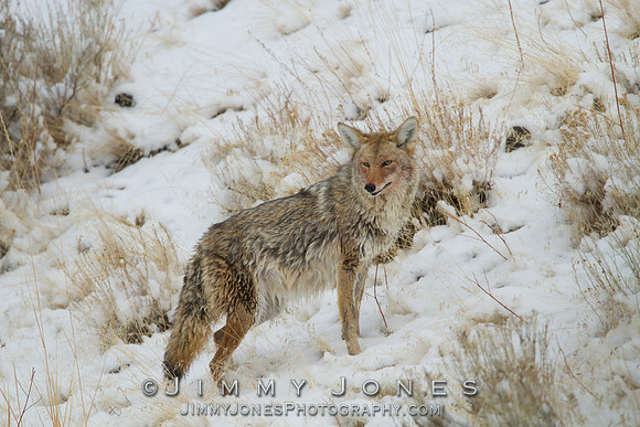 Coyote