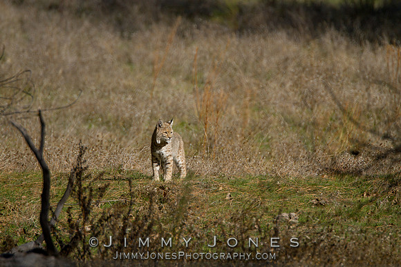 Bobcat