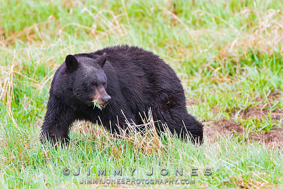 Black Bear