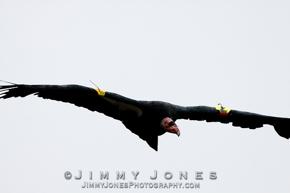 California Condor