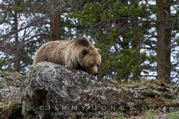 Grizzly Bear