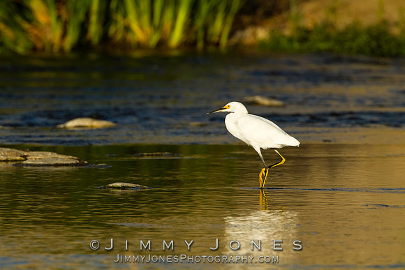 Snowy Egret
