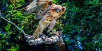 Red Tailed Hawk - Juvenile