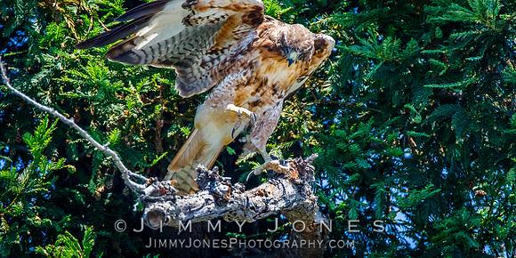 Red Tailed Hawk - Juvenile