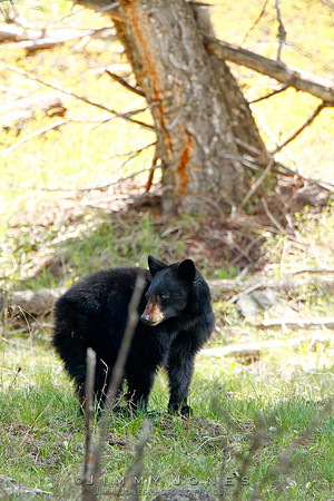 Black Bear