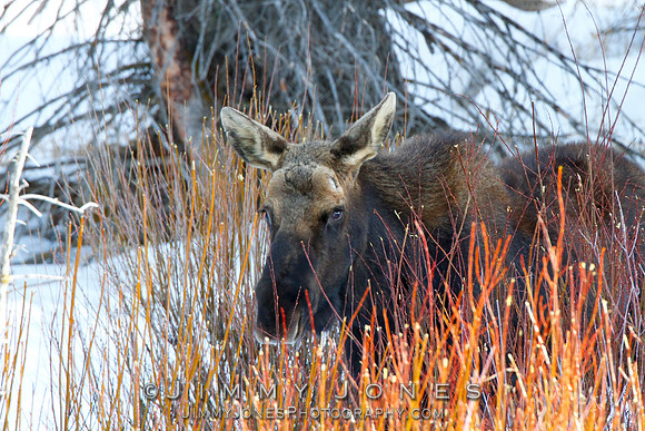 Moose