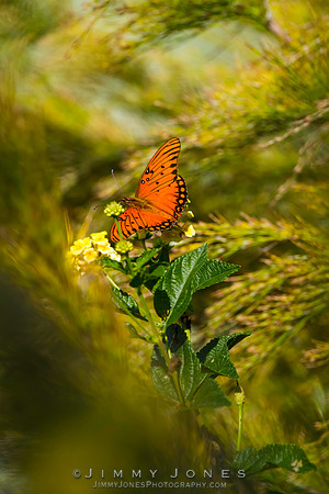 Fritillary, Gulf Agraulis vanillae