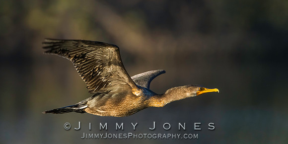 Double-Crested Cormorant