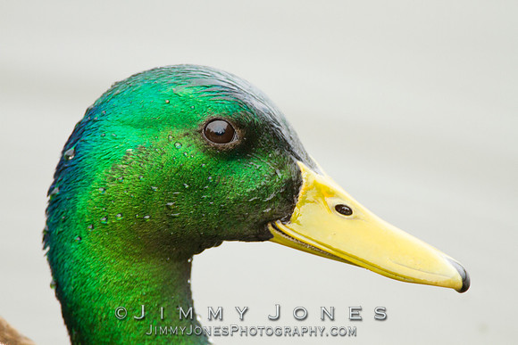 Male Mallard