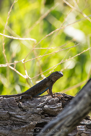 Western Fence Lizard