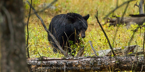 Black Bear