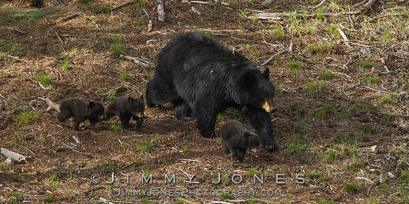 Black Bear Sow with Cubs