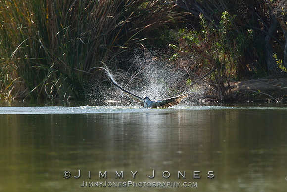 Osprey
