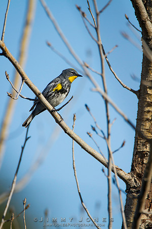 Yellow-rumped Warbler