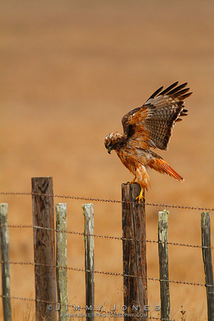 Red-Tailed Hawk
