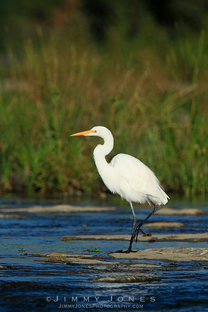 Great White Egret