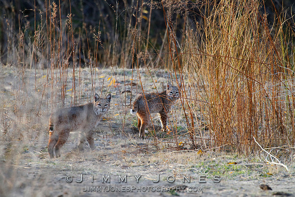 Bobcats