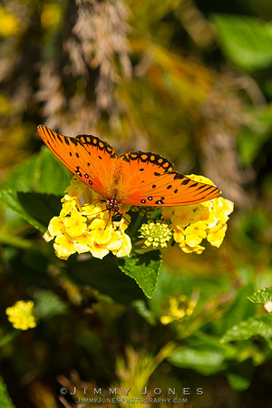 Fritillary, Gulf Agraulis vanillae