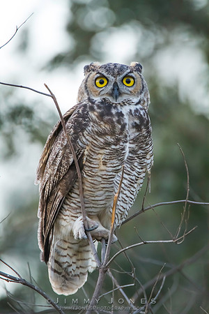 Great Horned Owl