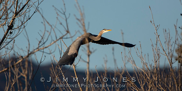 Great Blue Heron