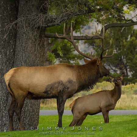 Bull Elk with Cow