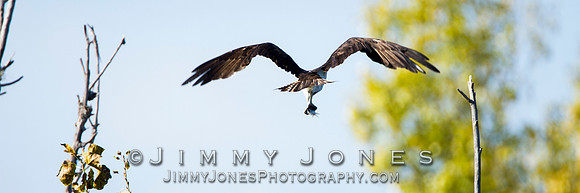 Osprey