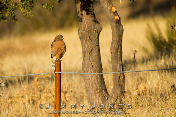 Red-shouldered Hawk