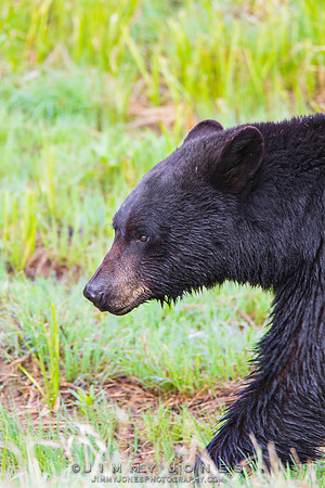 Black Bear