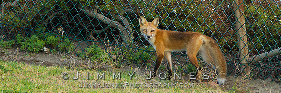 Red Fox
