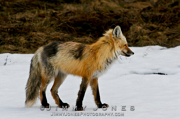 Cross Fox