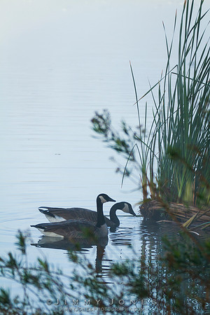 Canadian Geese