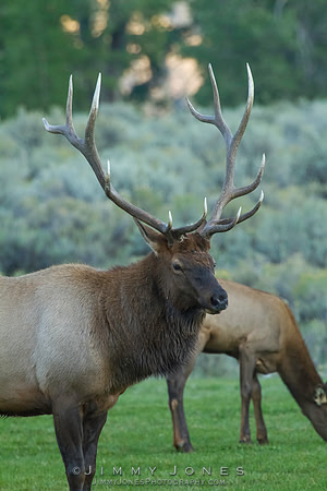 Bull Elk