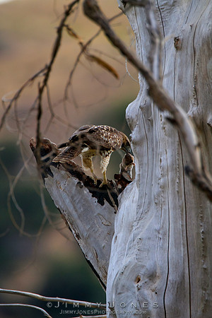 Red-tailed Hawk (Juvenile)